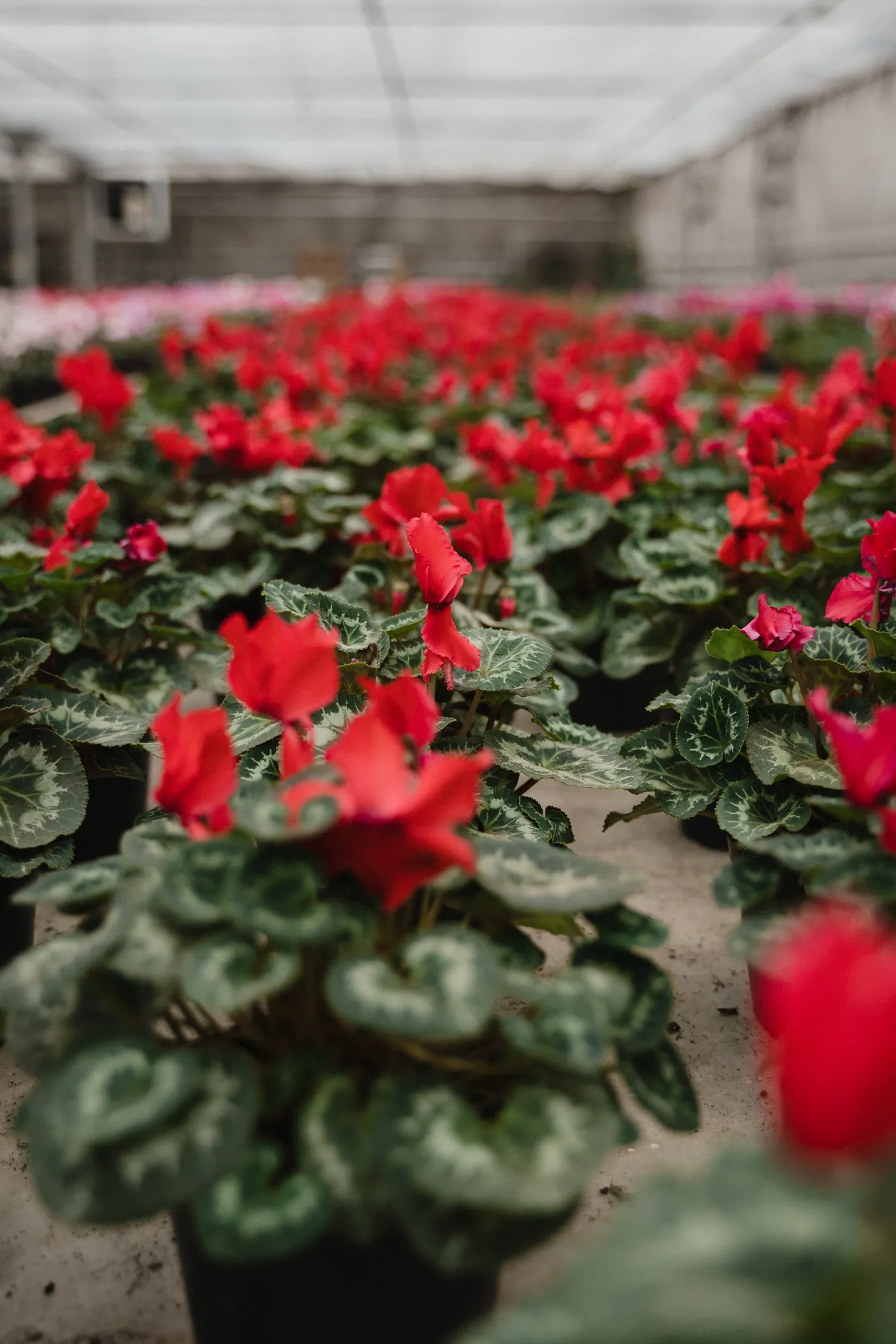 Ciclamenes rojos y rosas cultivados en macetas dentro de un vivero